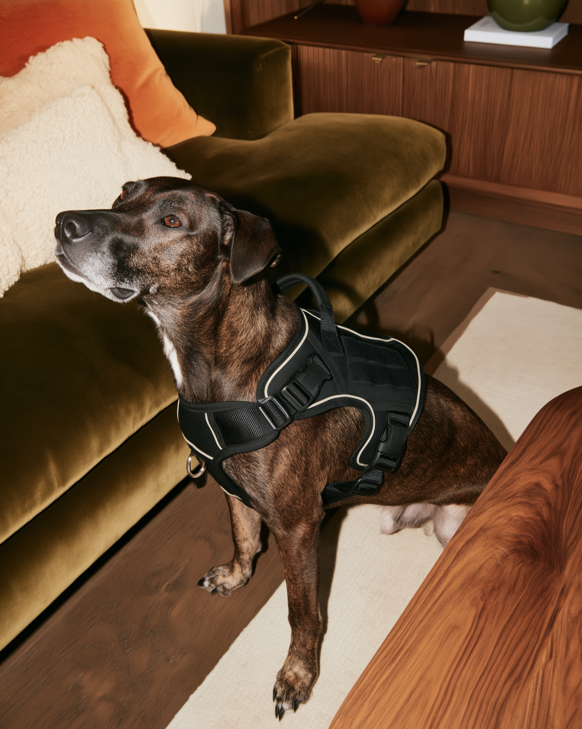 No-Pull Walking Harness